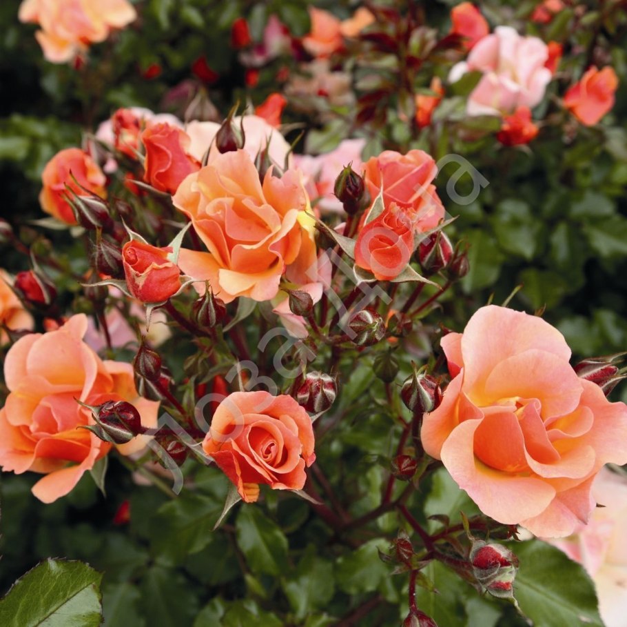 Роза джаз почвопокровная, Тантау