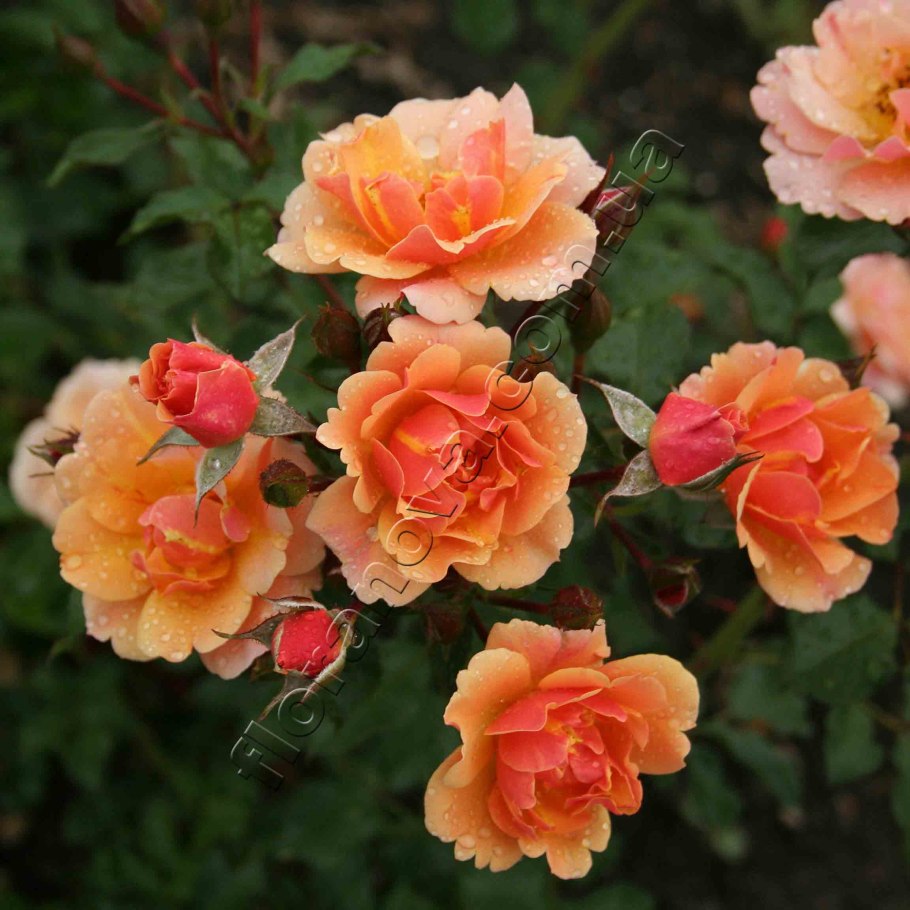 Роза джаз почвопокровная