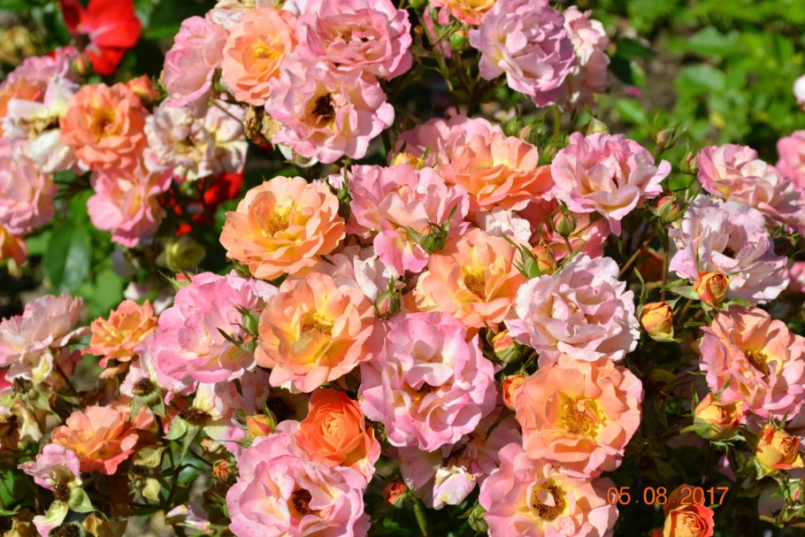 Роза джаз почвопокровная