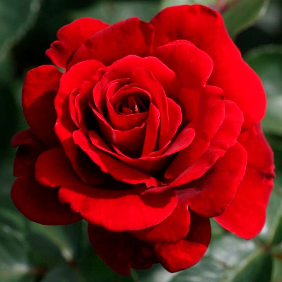 Роза джаз Тантау