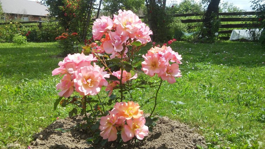 Роза джаз тантау