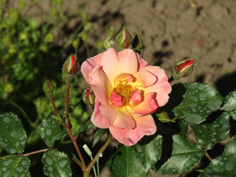 Роза джаз плетистая