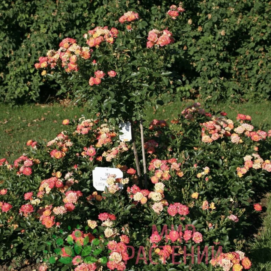 Роза джаз на даче видео