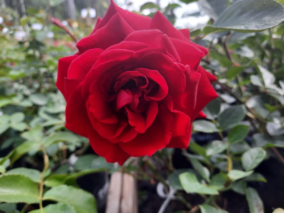 Роза почвопокровная Пинк