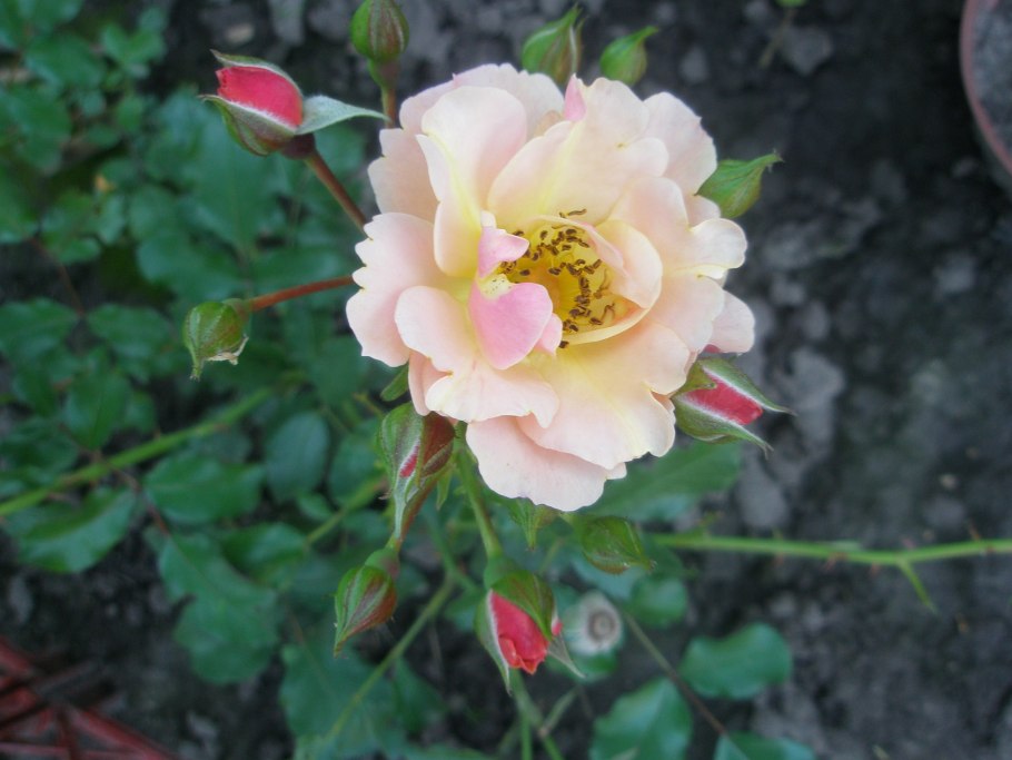 Роза Сантана плетистая белая