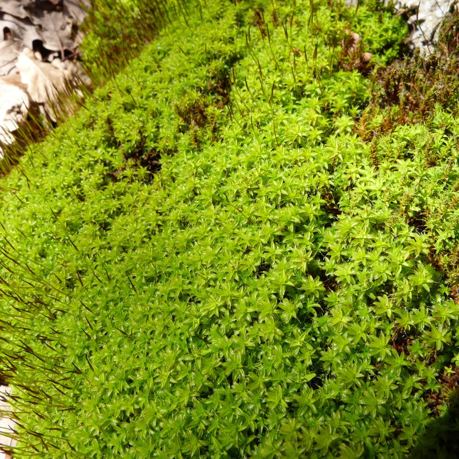 Сфагнум онгстрёма