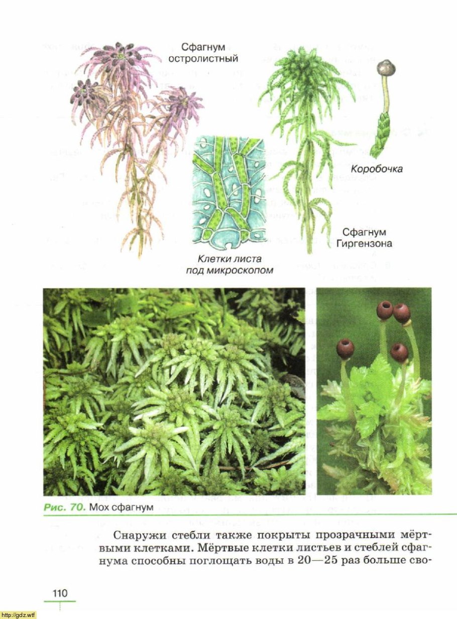 Папоротник Щитовник мужской внешнее строение
