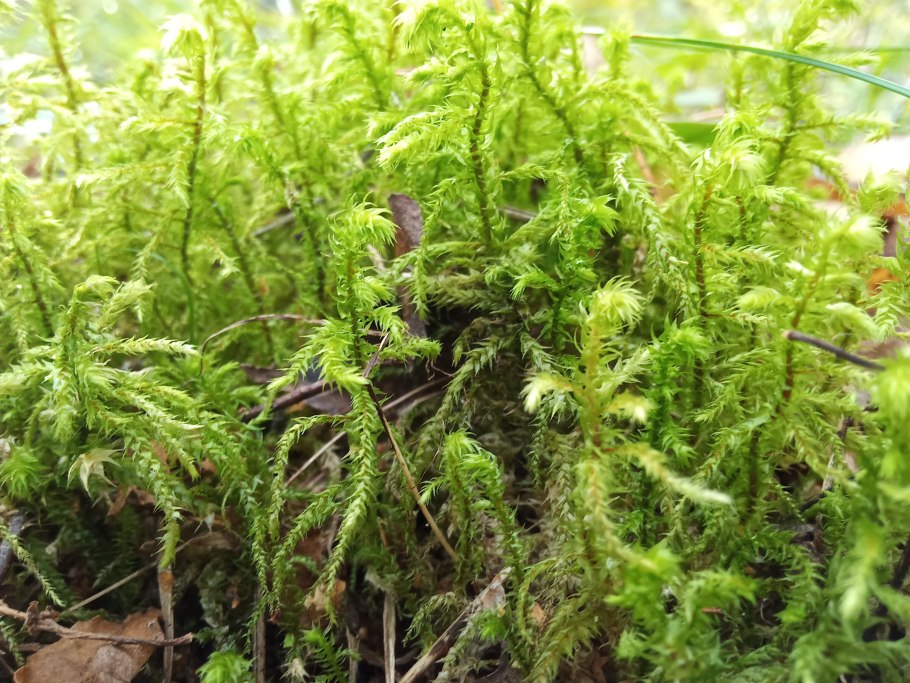 Щитовник Лесной мох