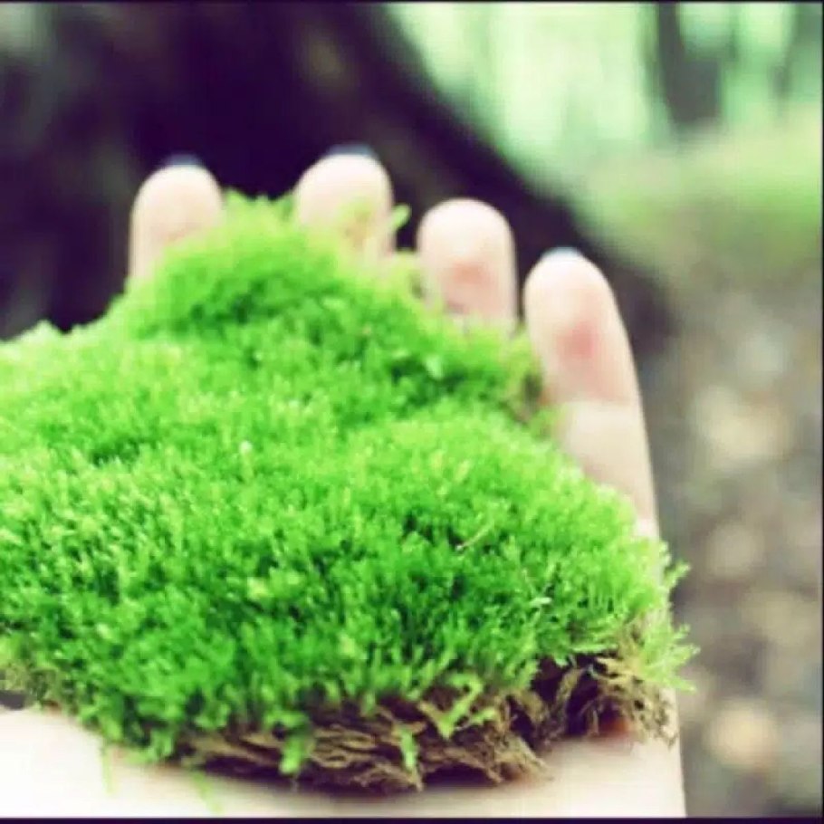 Мохообразные растения сфагнум