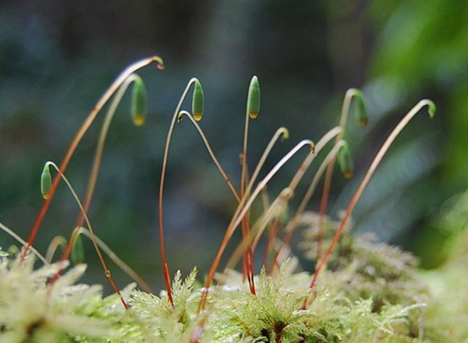 Brachythecium mildeanum