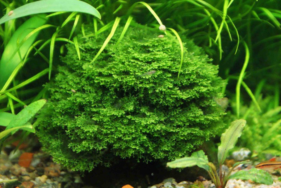 Кукушкин лён