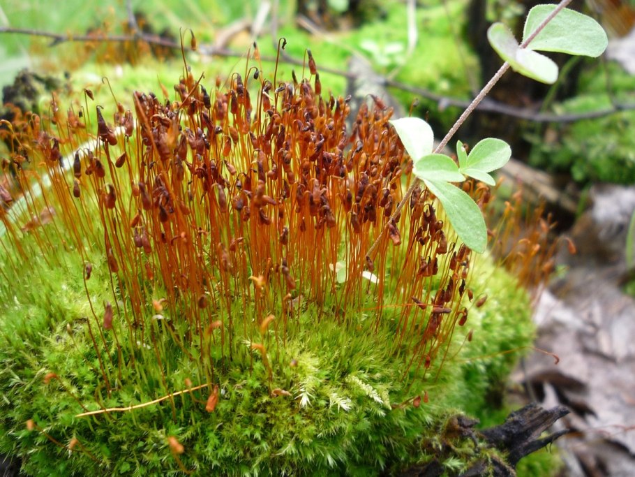 Семейство листостебельных мхов