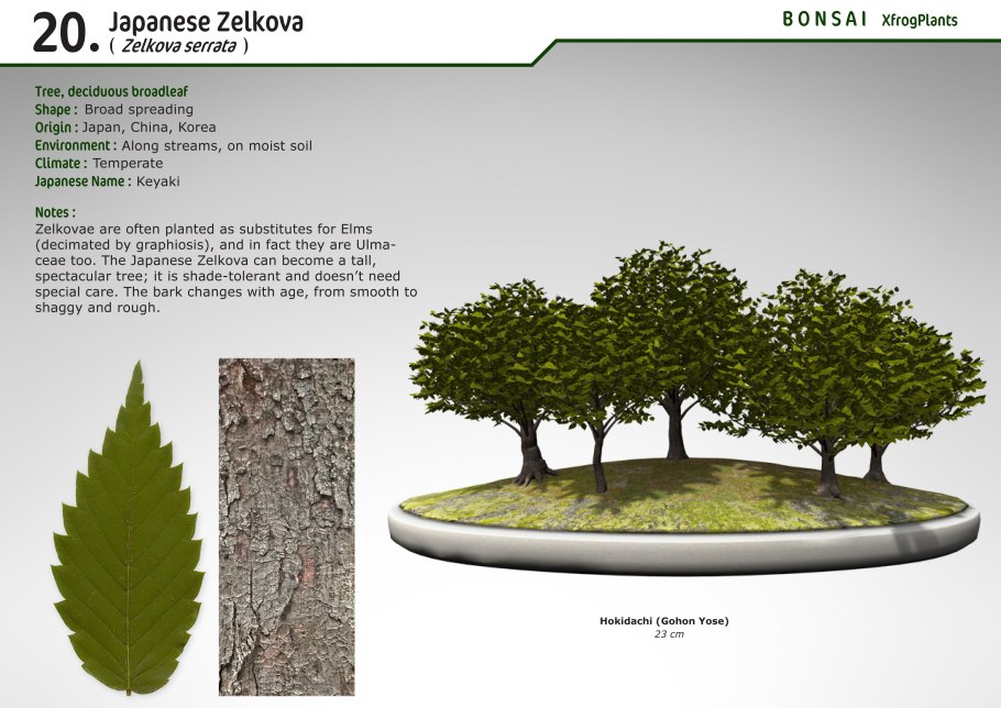 Дерево Кеяки