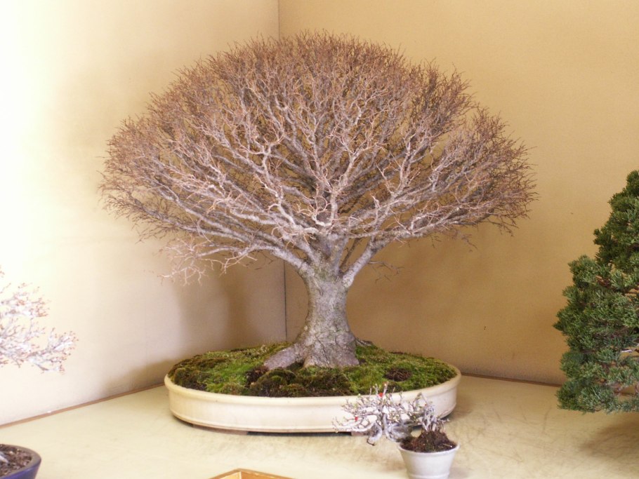 Дзельква осенью в Токио