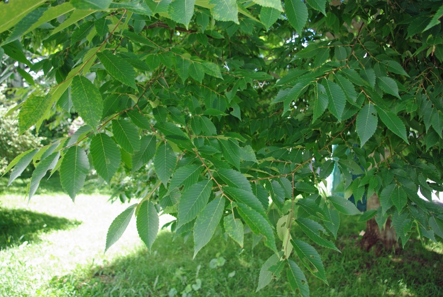 Дзельква дерево