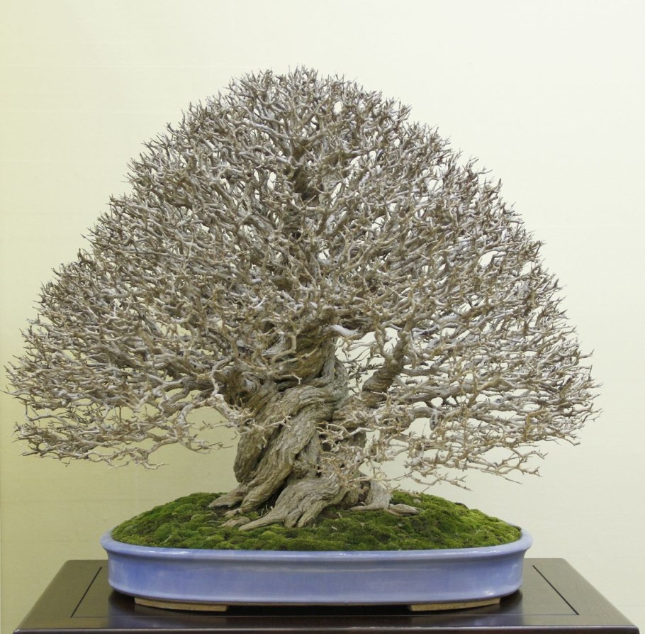 Дзельквы граболистной