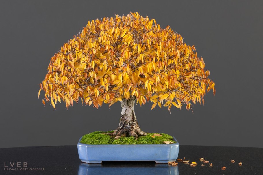 Zelkova бонсай