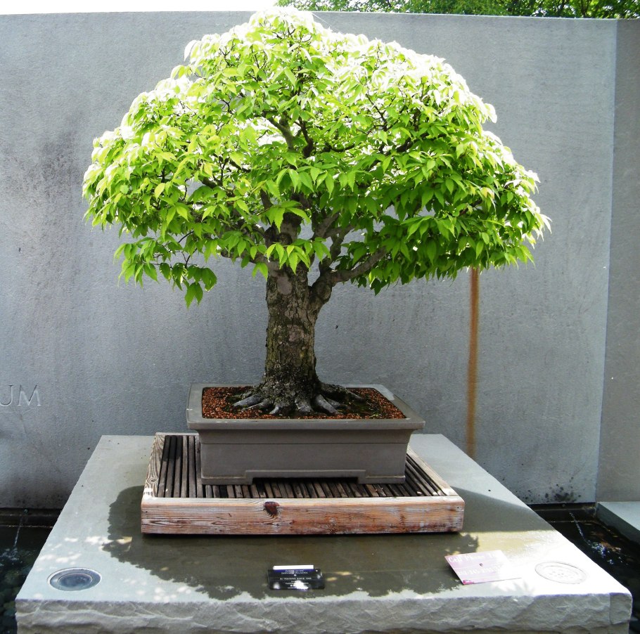 Zelkova бонсай