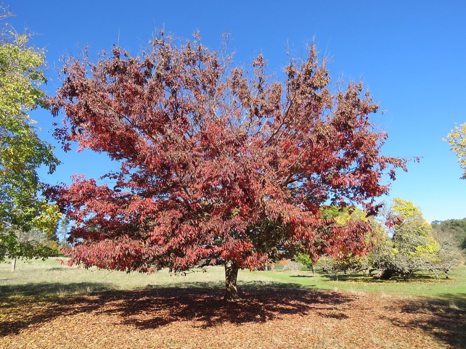 Дзельква японская
