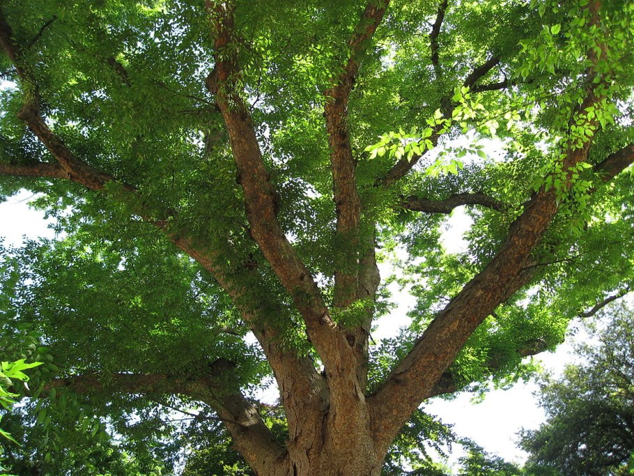 Zelkova schneideriana