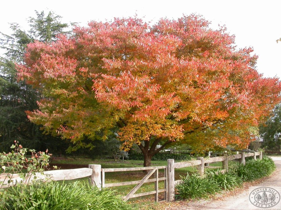 Дзельква граболистная