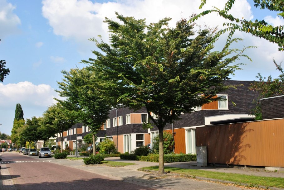 Дзельква бонсай