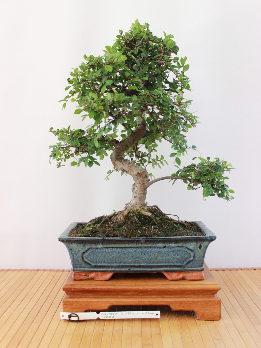 Дзельква (Zelkova carpinifolia)