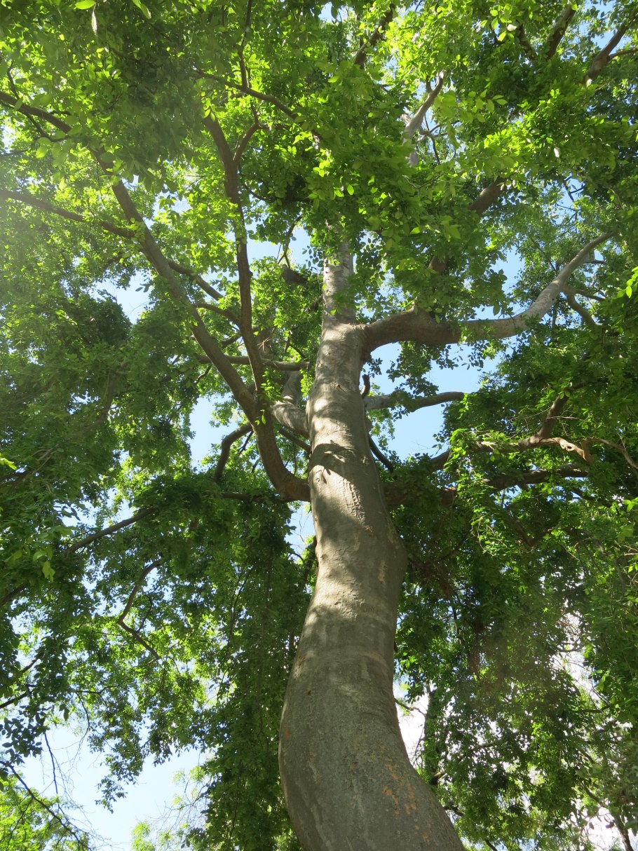 Клен на Камне бонсай