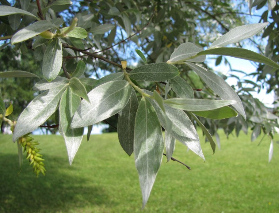 Ива ломкая Salix fragilis