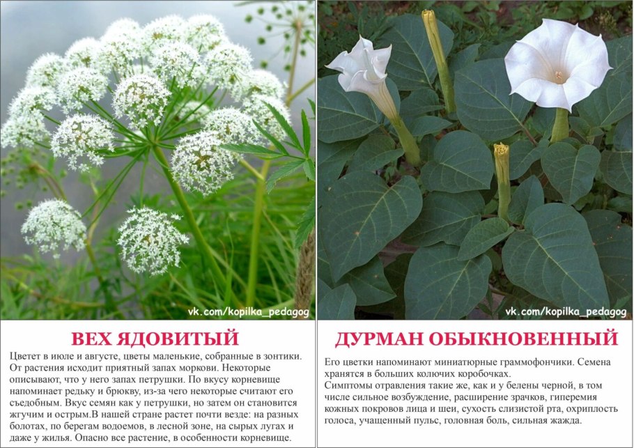 Ядовитые растения России