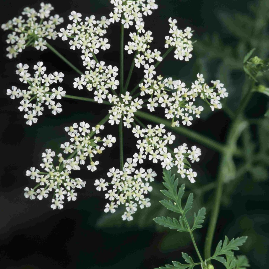 Болиголов пятнистый