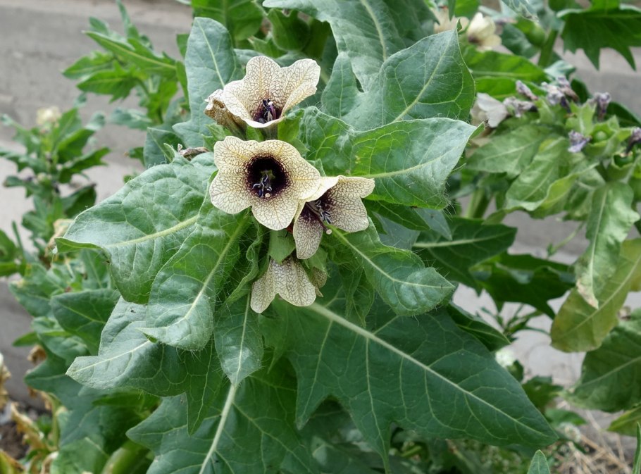 Вороний глаз ядовитое растение