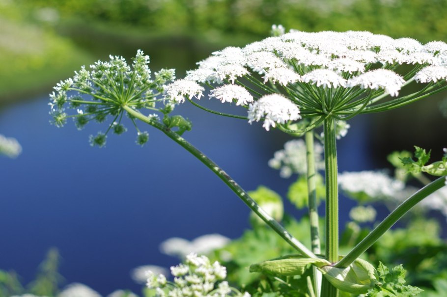 Красивые ядовитые травы