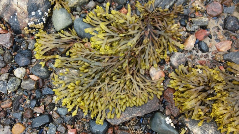 Морской ламинария бурая водоросль