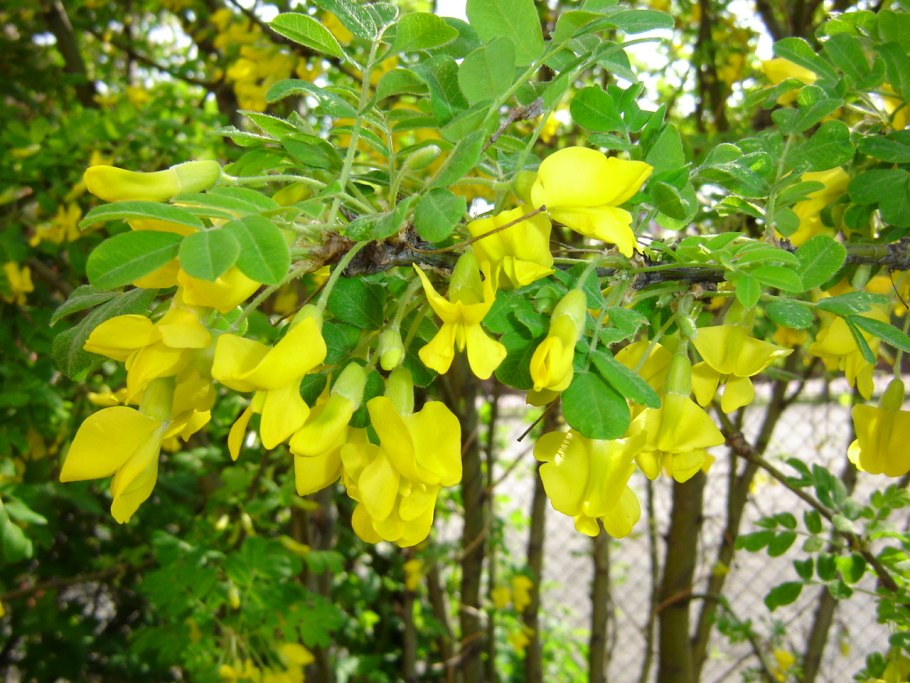 Акация Лорберга