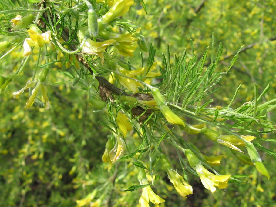 Карагана древовидная (Сибирская), жёлтая Акация (Caragana arborescens)
