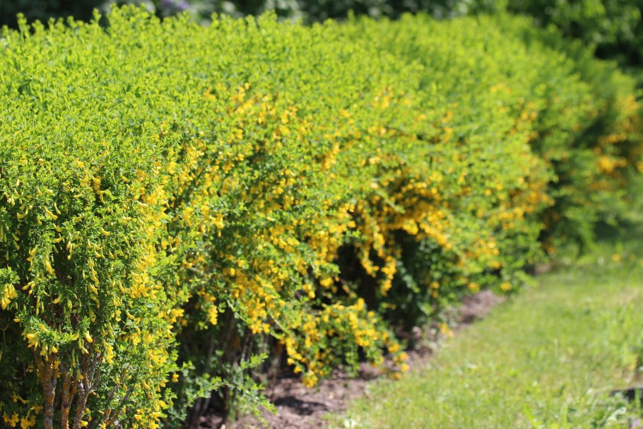 Карагана древовидная соцветие