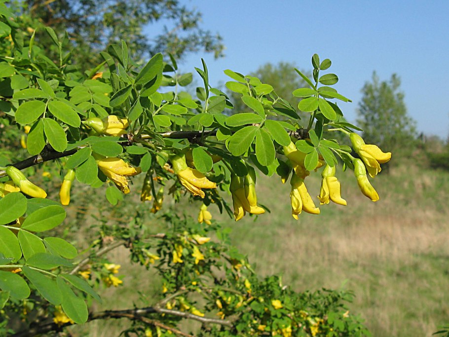 Акация Карагана древовидная