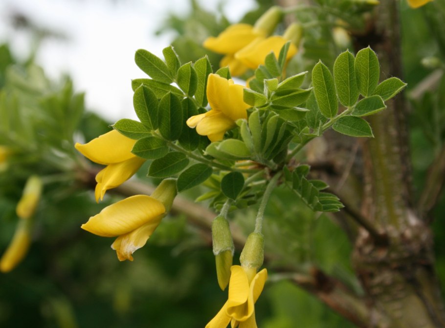 Акация желтая Caragana arborescens