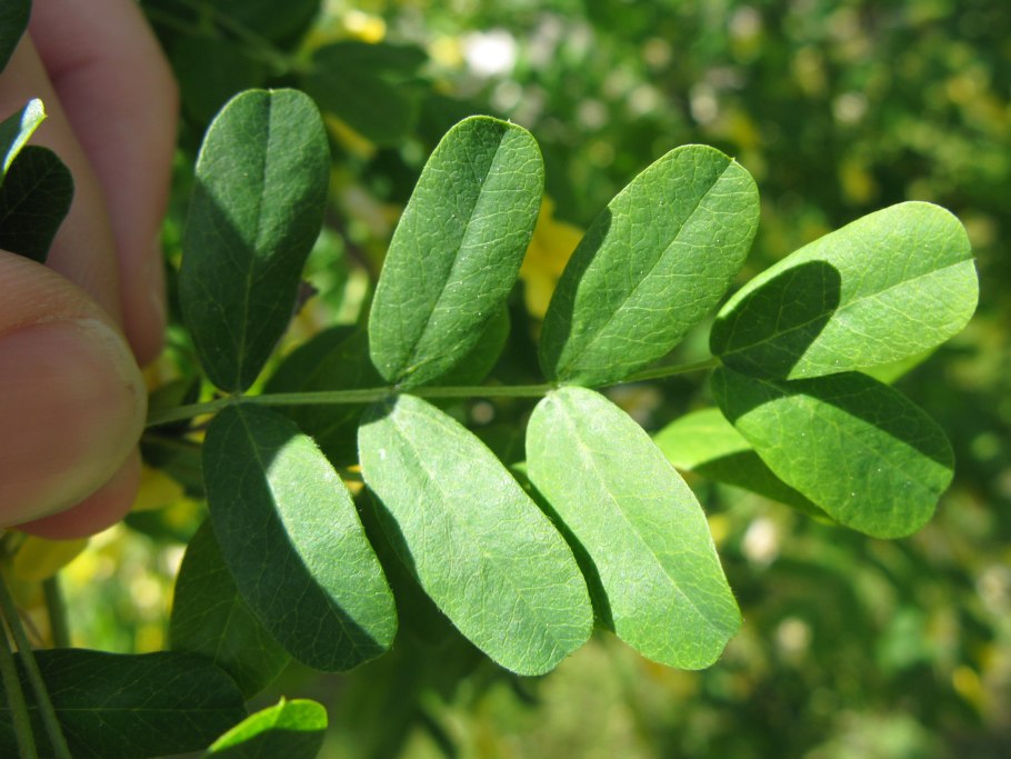 Карагана многолистная