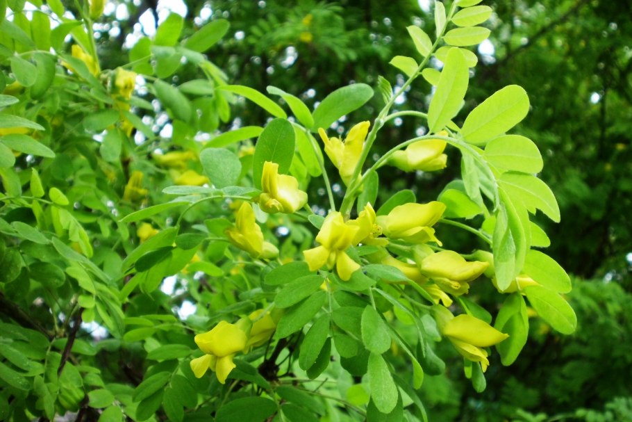 Карагана древовидная (Caragana arborescens)