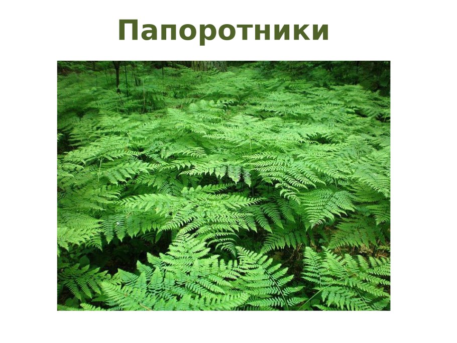 Орляк сорусы
