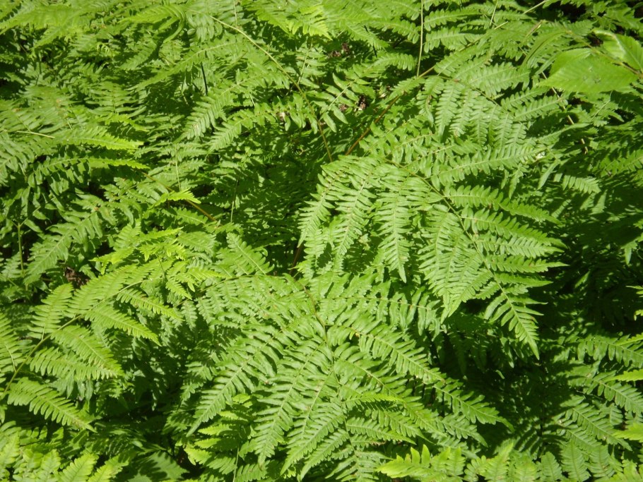 Папоротник Mix Fern