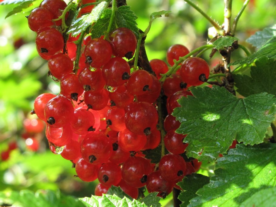 Кусты смородины чёрной красной белой