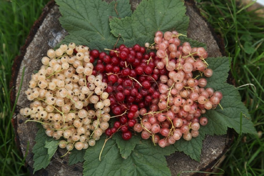 Смородина розовая Смольянинова