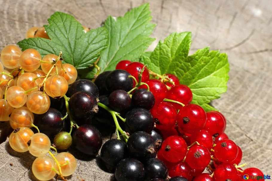 Смородина белая Уральская белая (с2)