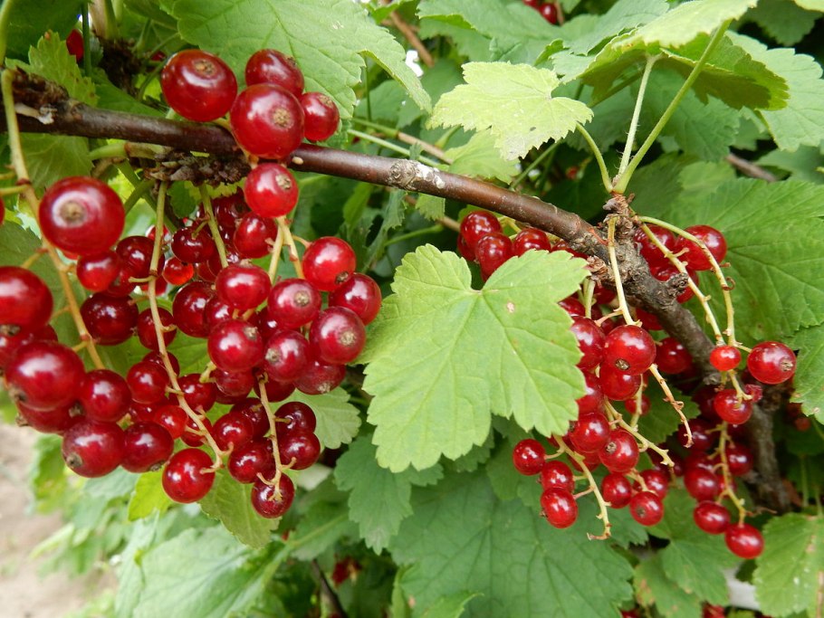 Красная смородина и черная смородина