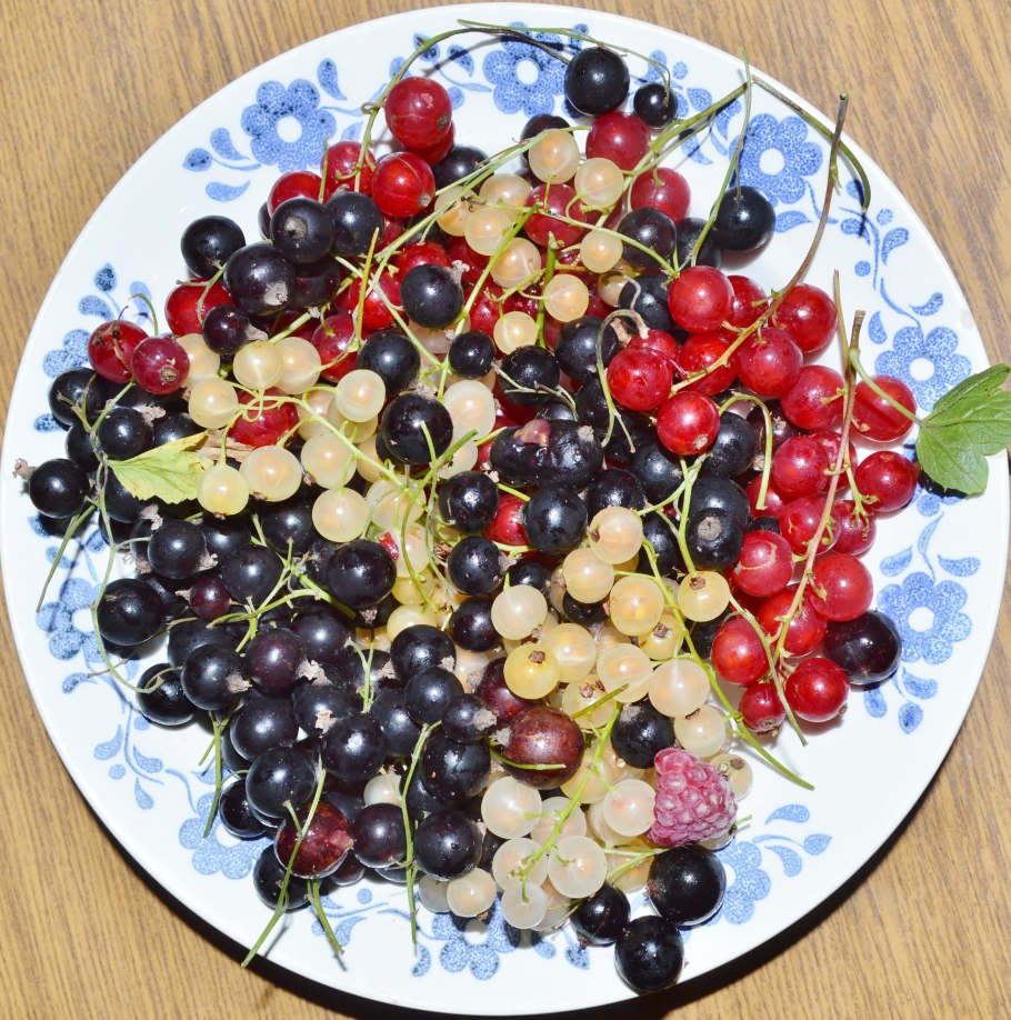 Смородина черная красная белая