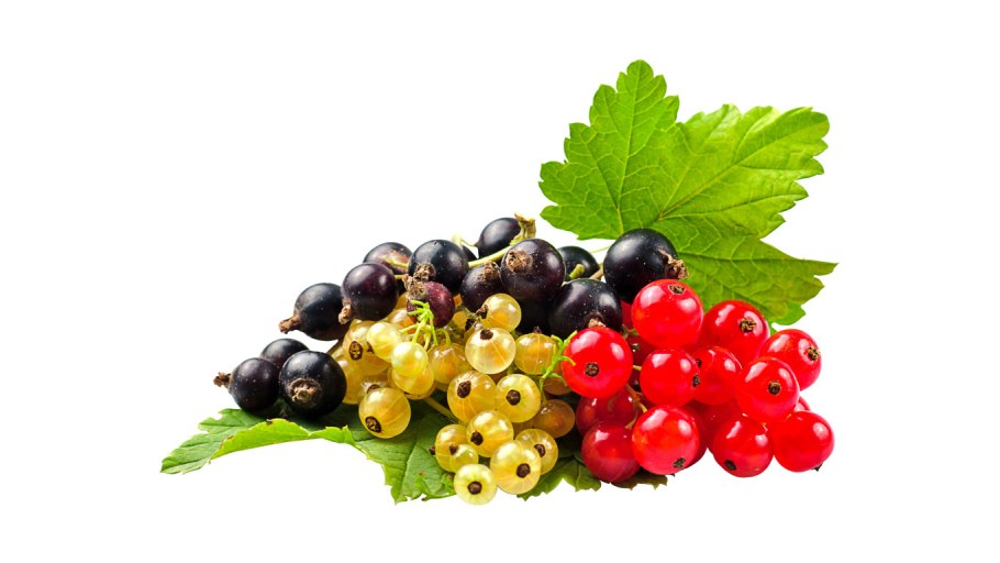 Смородина на белом фоне для детей