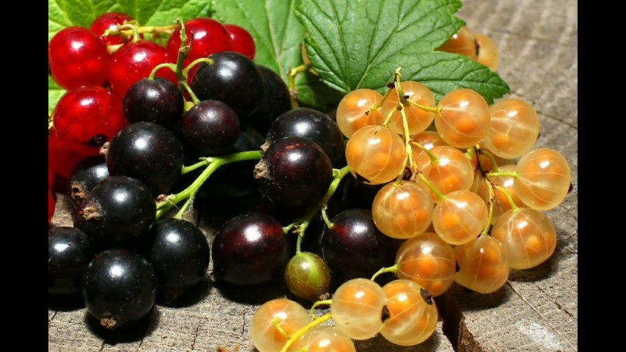 Ф. толстой. Ягоды красной и белой смородины. 1818